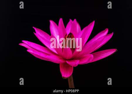 Pink Lotus Blumen auf schwarzem Hintergrund Stockfoto