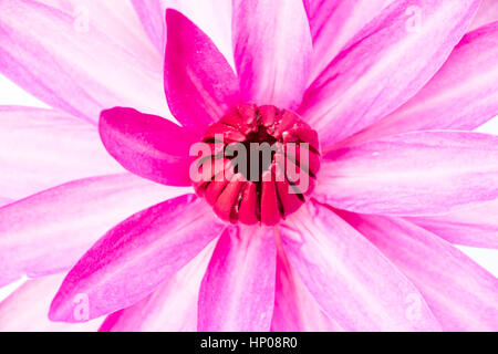 Pink Lotus Blumen Stockfoto