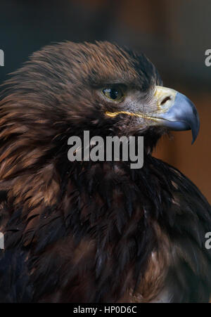 Nahaufnahme von Kaiseradler Stockfoto