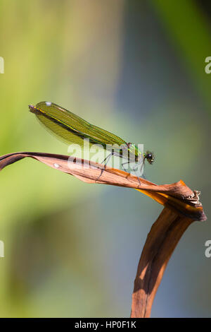 Gebänderten Prachtlibelle (Calopteryx Splendens) - weibliche Gebänderten Prachtlibelle gehockt braune Tote Schilf vor grünem Hintergrund Stockfoto