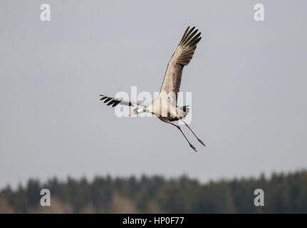 Kranich (Grus Grus) vor einem grauen blauen Himmel fliegen. Stockfoto