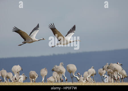 Zwei Krane (Grus Grus) über eine Gruppe von Kränen auf ihrer Migration Zwischenstopp in Schweden fliegen. Stockfoto