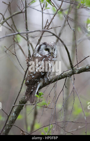 Der Rauhfußkauz Eule (Aegolius Funereus) auf einem Ast im Wald Stockfoto