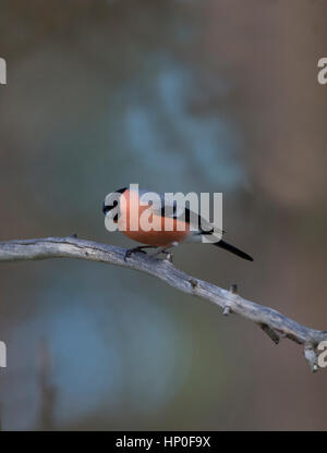Männliche eurasischen Gimpel (Pyrrhula Pyrrhula) thront auf einem einzelnen Bramch in einem Wald Stockfoto