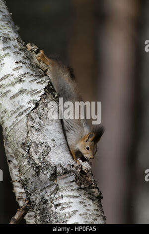 Eichhörnchen (Sciurus Vulgaris) Kopf, Fütterung auf eine Birke Stamm Stockfoto