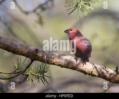 Männliche Kiefer Grosbeak (Pinicola Encleator) thront auf einem Ast einer Tanne Stockfoto