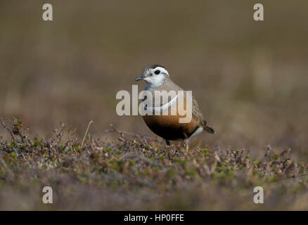 Mornell (Charadrius Morinellus) auf der hohen arktischen Tundra im Frühjahr Stockfoto