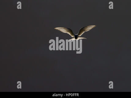 Küstenseeschwalbe (Sterna Paradisaea) schweben gegen dunklen grauen Himmel mit offenen Flügeln und Hintergrundbeleuchtung Stockfoto