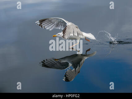 Silbermöwe (Larus Argentatus) erscheinen auf dem Wasser zu gehen, wie es auszieht, mit der noch Oberfläche zeigt ein wunderbares Spiegelbild Stockfoto