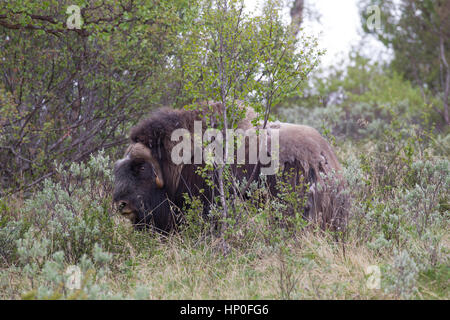 Ovibos Moschatus - Moschusochsen in Tundra in Norwegen Dovrefjell-Sunndalsfjella-Nationalpark Stockfoto