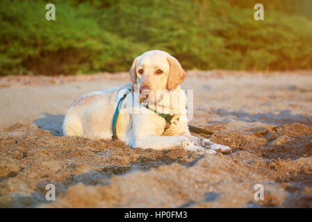 Niedliche Labrador Hund Handauflegen Strandsand bei Sonnenuntergang Stockfoto