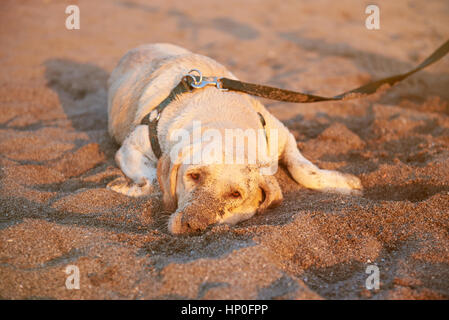 Trauriger Labrador Hund Handauflegen im Sonnenuntergang angezündet Stockfoto