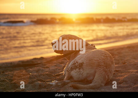 Labrador Hund an die Leine legen Sand Strand im Sonnenuntergang Sonne Strahl Licht Stockfoto