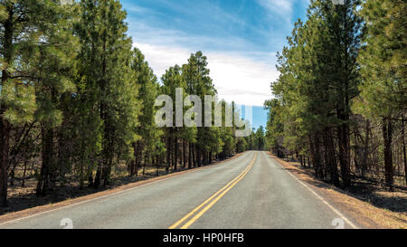 Autobahn in Bergwald, Arizona in der Nähe von Grand Canyon Stockfoto