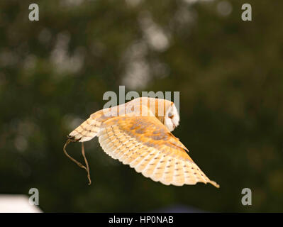 Schleiereule fliegt Stockfoto