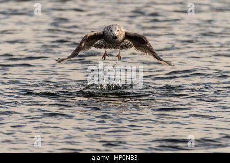 Juvenile Silbermöwe (Larus Argentatus) Flug. Großer Vogel Familie Laridae nehmen an der Luft nach dem pflücken Objekt von Oberfläche des Sees Stockfoto