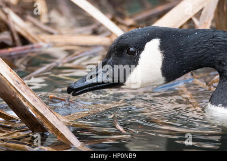 Kanadagans (Branta Canadensis) Kopf und Bill. Großen schwarzen und weißen Vogel in der Familie Anatidae Fütterung im Wasser Vegetation Stockfoto