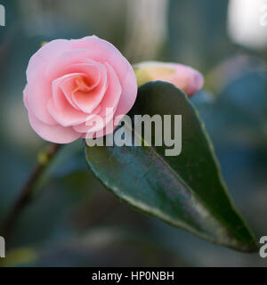 Rose Form rosa Camellia Aufnahme Blütenknospe einzelne zarte Blume mit glänzendes Blatt, noch nicht vollständig geöffnet im Spätwinter Stockfoto