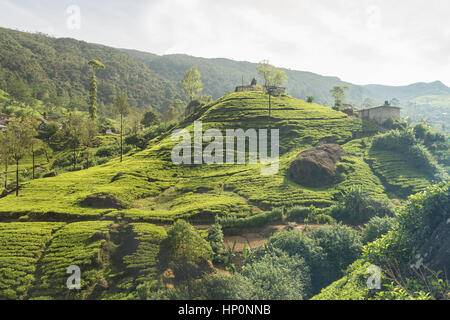 Sri Lanka Hügel Landschaft mit Teeplantagen Stockfoto