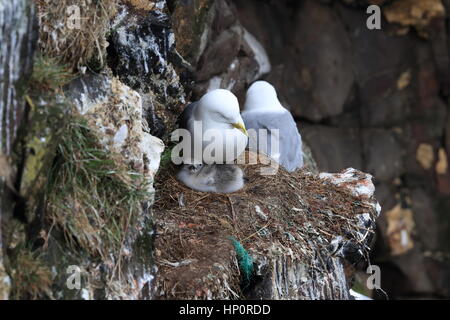 Schwarz-Legged Kittiwake (Rissa Tridactyla) Erwachsenen Fütterung eine Küken auf dem Nest, Island, Polarregionen Stockfoto