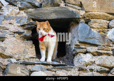 Weiß und Ingwer Katze mit Roter Kragen Blick aus dunklen Scheune Stockfoto