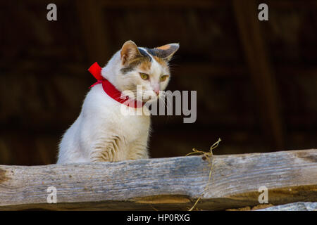 Weiß und Ingwer Katze mit Roter Kragen Blick aus dunklen Scheune Stockfoto