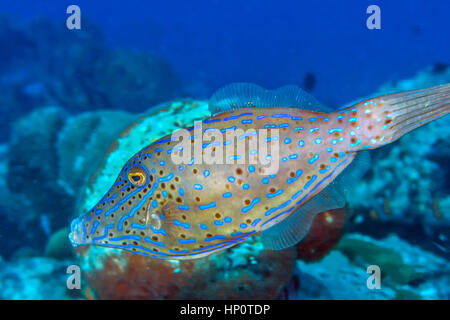 Luterus Scriptus, scrawled Feilenfisch, Broomtail Feilenfisch oder kritzelte Lederjacke ist ein Fisch aus der Familie Monacanthidae Stockfoto