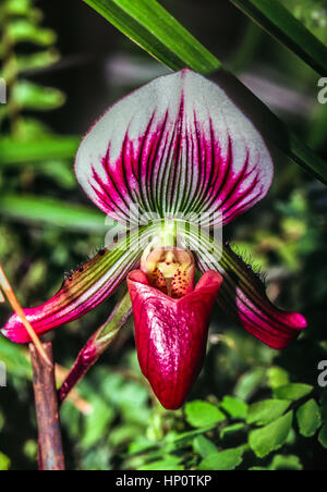 Paphiopedilum, oft als die Venus Pantoffel ist eine Gattung der Lady Slipper Orchidee Unterfamilie Cypripedioideae blühende Pflanze Familie Orchidace Stockfoto