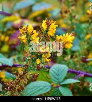 Gelbe juniper Blumen blühen im Herbst Wald, Stoke-on-Trent, Großbritannien. Unscharfe brambles und Ginster. Ulex europaeus. Natur Farben in den späten Herbst. Stockfoto