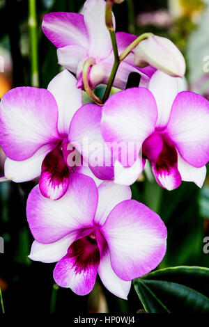 Orchideen in Kew Gardens Stockfoto