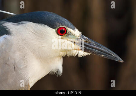 Die schwarz-gekrönter Nachtreiher (Nycticorax nycticorax) bei Galveston port Stockfoto