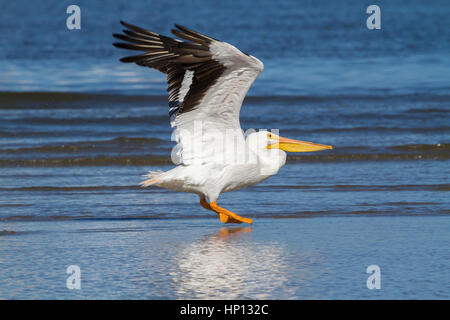 American White Pelican Landung am Oststrand von Galveston Stockfoto