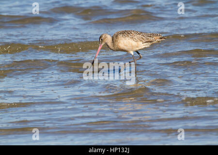 Die marmorenen godwit (Limosa fedoa) Ernährung im Ozean Stockfoto