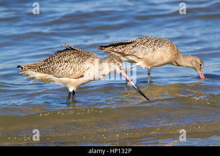 Die Gruppe aus marmoriertem godwits (Limosa fedoa) Ernährung im Ozean Stockfoto