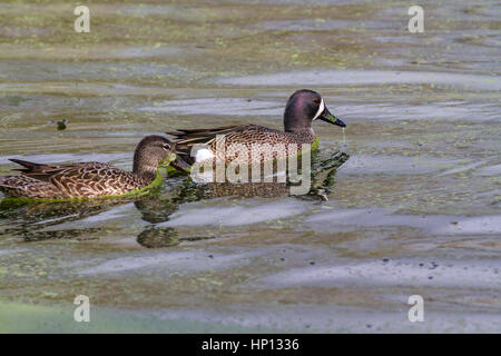 Die Blue-winged Teal ist ein kleines Dümpelfried duck Stockfoto