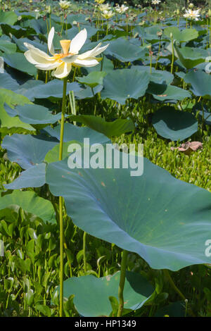 American Lotus Flowers, Brazos Bend State Park, Texas, USA Stockfoto