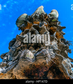 Sterbender Saguaro Cactus Aus Der Nähe Zwei Stockfoto