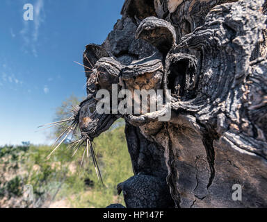 Saguaro-Kaktus aus nächster Nähe zu sterben Stockfoto