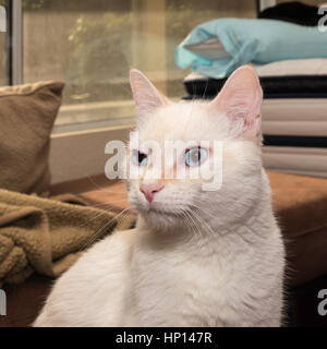 Feuer, Siamesische Katze Eins Stockfoto