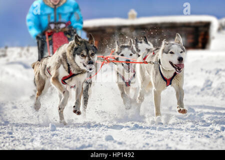 Stimmungsvolle Foto schöne Schlittenhunde ziehen ihre Musher. Der Hintergrund zeigt ein Blockhaus in tief verschneite Landschaft. Stockfoto