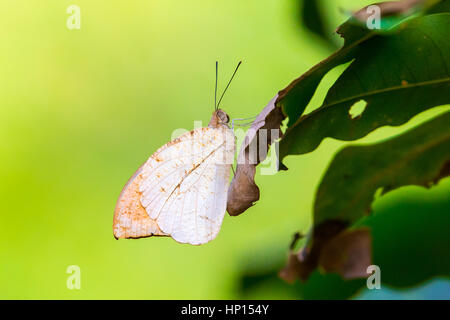 Große Orange Spitze (Hebomoia Glaucippe) hocken auf Blatt Stockfoto