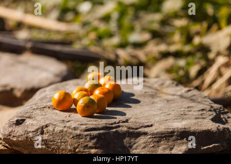 Frisch gepflückten Orangen in der Sonne auf einem Felsen, von einer Orange (Citrus × Sinensis) Baum in den Ausläufern des Himalaya, Taplejung Region Nepal gepflückt Stockfoto