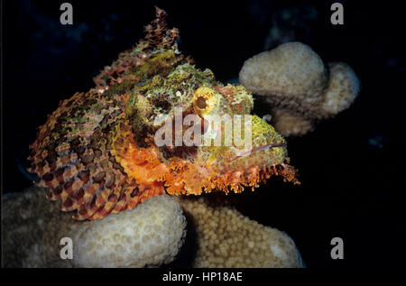 Ein rotes bärtige Drachenköpfe (Scorpaenopsis Barbata): einen getarnten Hinterhalt Raubtier, das für die Verteidigung, hoch giftige Stacheln hat. Ägyptischen Roten Meer. Stockfoto