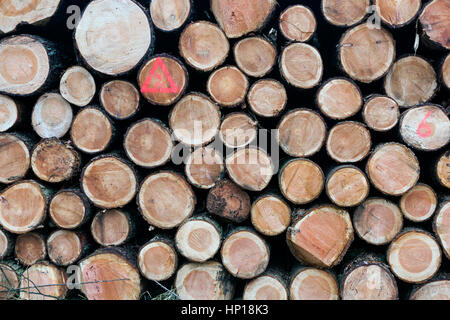 Haufen von kleinen frisch geschnittenen Stämme der Fichte Holz Stockfoto