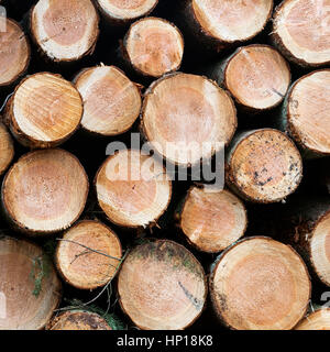 Haufen von kleinen frisch geschnittenen Stämme der Fichte Holz Stockfoto