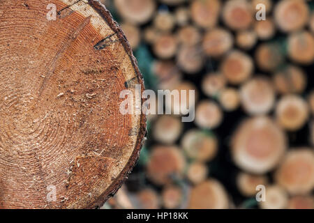 Haufen von kleinen frisch geschnittenen Stämme der Fichte Holz mit einem Stück closeup Stockfoto