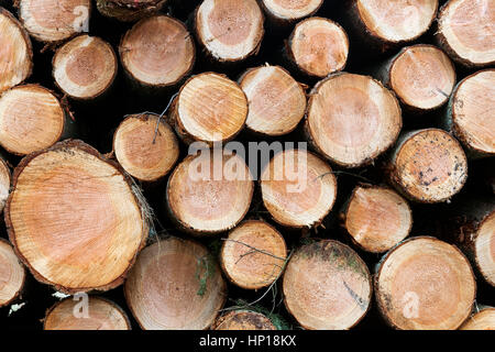 Haufen von kleinen frisch geschnittenen Stämme der Fichte Holz Stockfoto