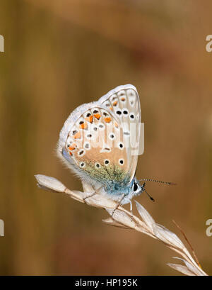 Gemeinsamen blau thront auf dem Rasen. Hurst Park, West Molesey Surrey, UK. Stockfoto