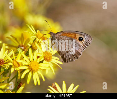 Wiese braun Nectaring auf Kreuzkraut. Hurst Park, West Molesey Surrey, UK. Stockfoto