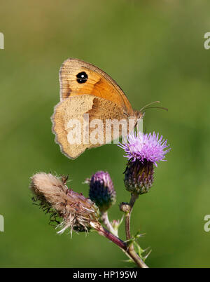 Wiese braun Nectaring auf Distel. Hurst Park, West Molesey Surrey, UK. Stockfoto